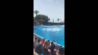 Amazing Dolphin Dance.