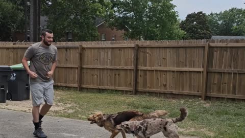 German/Australian Shepherds Loving Their Dad