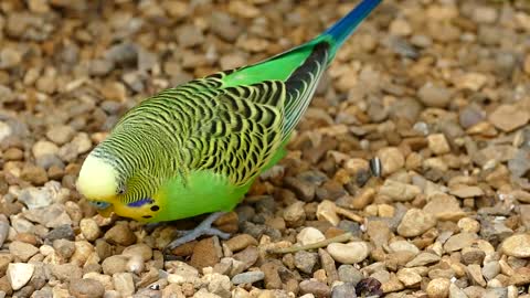 Beautiful budgerigar little parrot