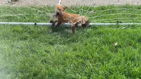 Rescuing a Fox Tangled in a Soccer Net