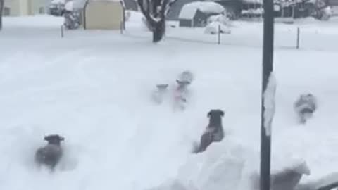 Dogs Love Playing in Snow