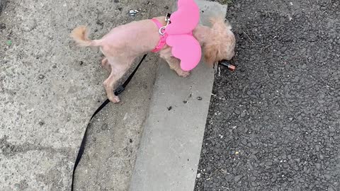 Puppy flapping wings