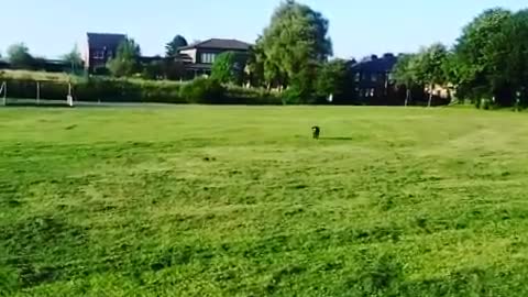 Cocker Spaniel has a spring in his step playing fetch!