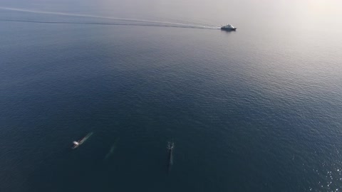 Photographer Catches Amazing Bird's-Eye View Footage Of Fin Whales