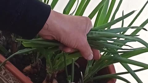 Cutting green onion