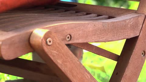 Cat under chair being playful with human hand