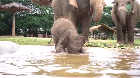 Naughty baby elephant play with football and in water