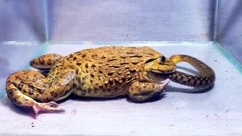 Asian Bullfrog Tries Eats To Big Snake! Warning Live Feeding
