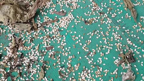 How to harvest Seasame seeds