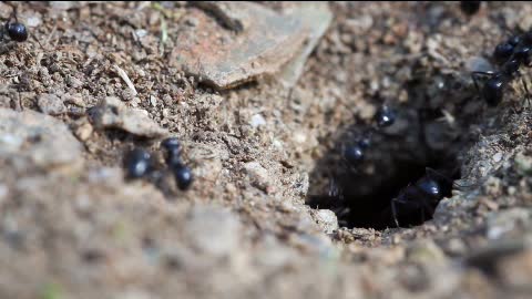 Industrious ants