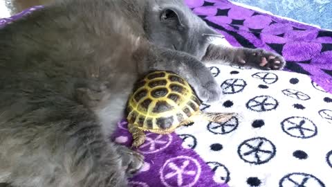 The turtle has decided to scratch a cat the claws