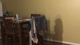 Cat jumps out of nowhere