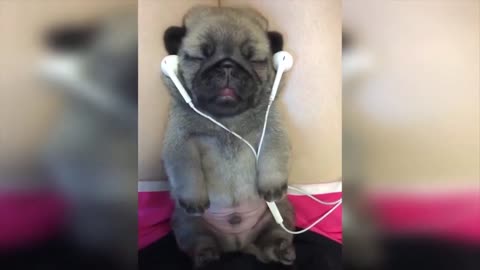 Relaxing puppy with some music