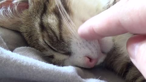Baby Cat Loves Sleeping on His Head