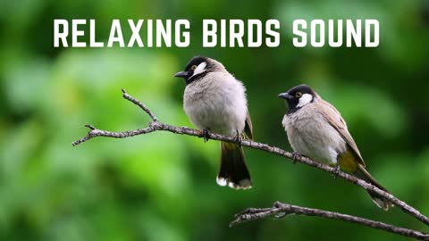 Relaxing Birds Sound | Calm Sounds | Sounds You Like
