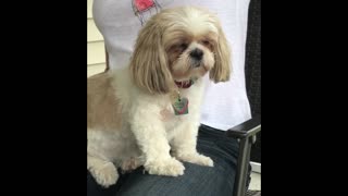 Exhausted Shih Tzu Dozes Off While Sitting Up On Lap