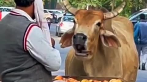 This Man Allow the Cow hungry to eat his Vegetables