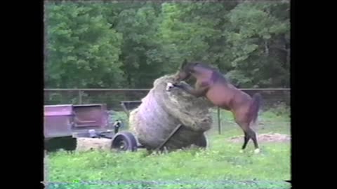 Hungry Horse Steals Hay From Farmer Transporting Hay Bales