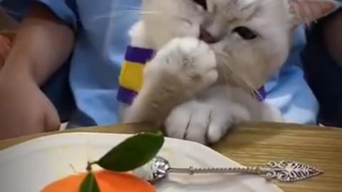 Lovely cat funny video 😂😂