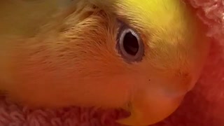 Kiwi, the Lovebird - All We Want Is Love