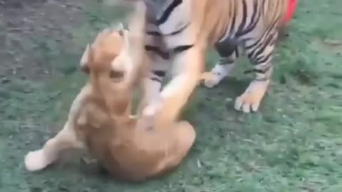 Lion vs Tiger fight scene video | animals fight scene video | new viral video