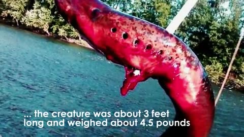 10 sea Creatures You Won't Believe Exist