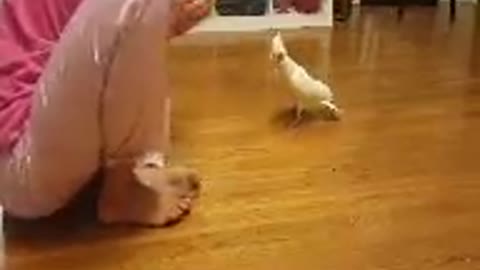 Parrot Dancing- THE WHIP!