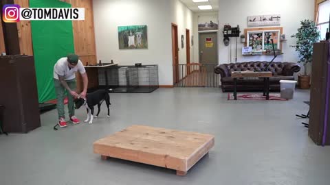 HOW TO TRAIN ANY DOGS - BASICS