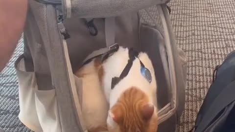 HOW TO AIR TRAVEL WITH YOUR CAT