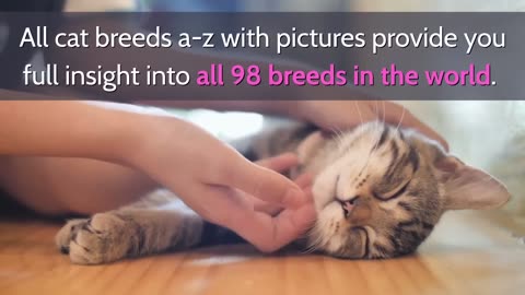 All Cat Breeds A-Z With Pictures! all 98 breeds in the world