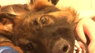 German shepherd smiles for camera