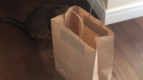 Nala in love with bags