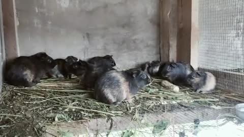 Funny guinea pigs
