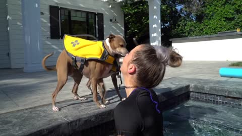 Learn How To Teach Your Dog How To Swim (101)