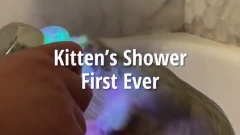 Adorable Scottish Fold Kitten’s First Ever Shower