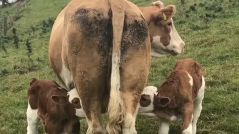 2 Small Cow Suckling Milk in The Morning of Mother