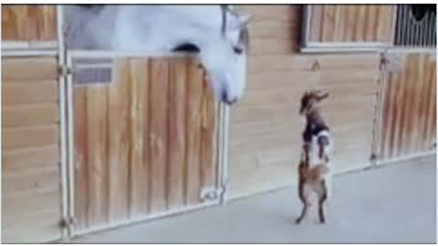 The way the goat teases the horse!! This's so funny!!