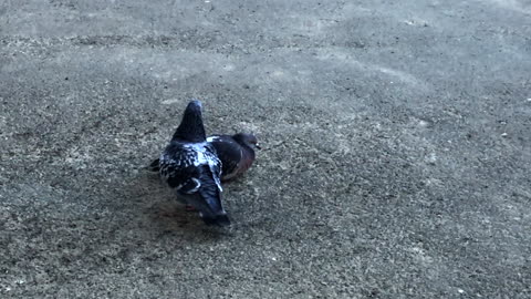Pigeons kiss