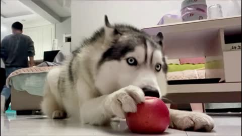 Husky eating apple