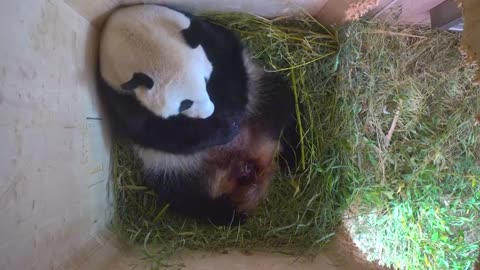 Baby giant panda born at the Vienna zoo