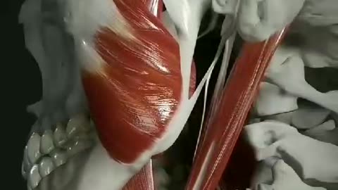 mouth muscles 3d