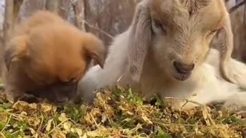 Cute puppy sleeping with sheep, what a harmonious scene