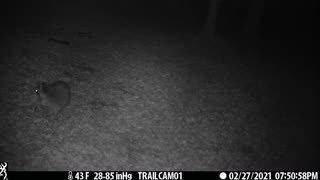 Great Capture of Raccoon Hanging Out Near Trail Cam