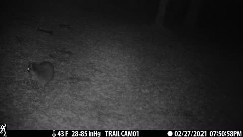 Great Capture of Raccoon Hanging Out Near Trail Cam