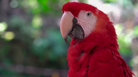 a beautiful macaw