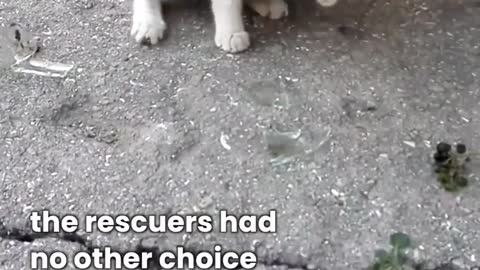 Kitten rescue from jar