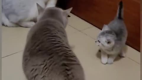 funny cat fight