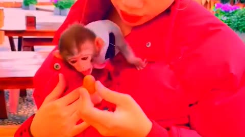 Adorable Monkeys, animal, monkey, pets, funny animals, smartest animals, lovely monkey #20