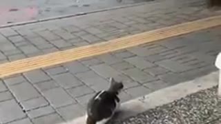 Stray Cat Sit on Sidewalk and Attacks Pedestrians