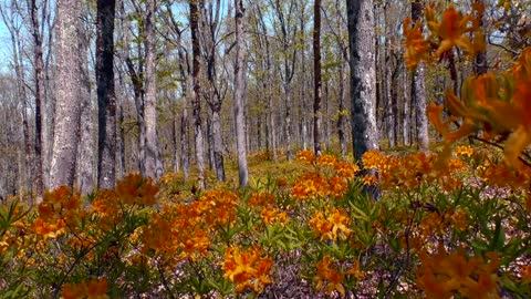 Beautiful birdsong in the forest - soothes and relaxes